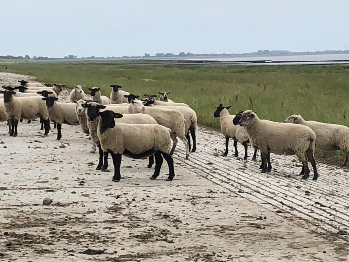 Ferienhaus Wattkieker Sehestedt  Bagian luar foto